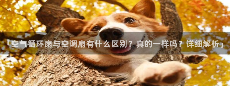 凯发国际平台登录：「空气循环扇与空调扇有什么区别？真的一样吗？详细解析」