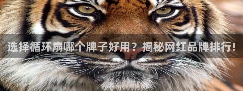 凯发手机客户端下载：选择循环扇哪个牌子好用？揭秘网红品牌排行!